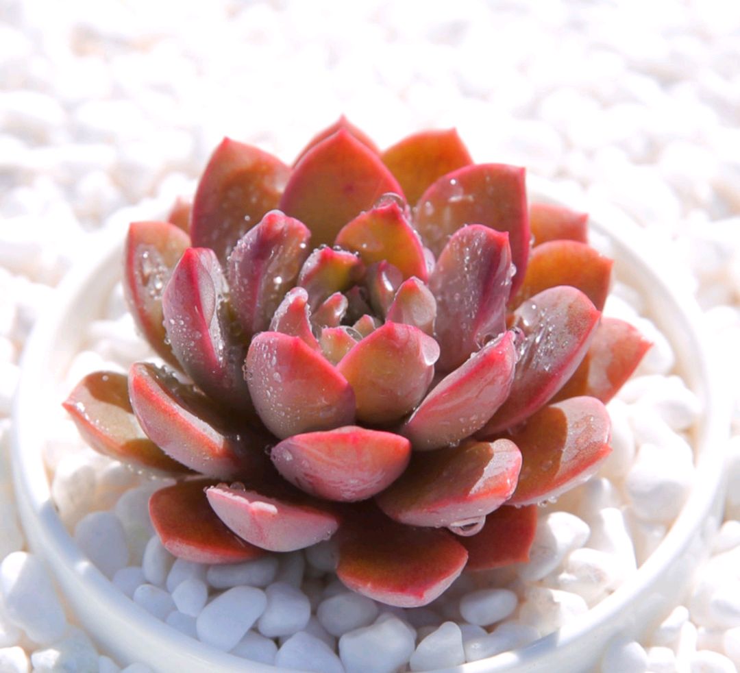 20种紫色的多肉,每一个是又漂亮又高贵,看你喜欢几种?