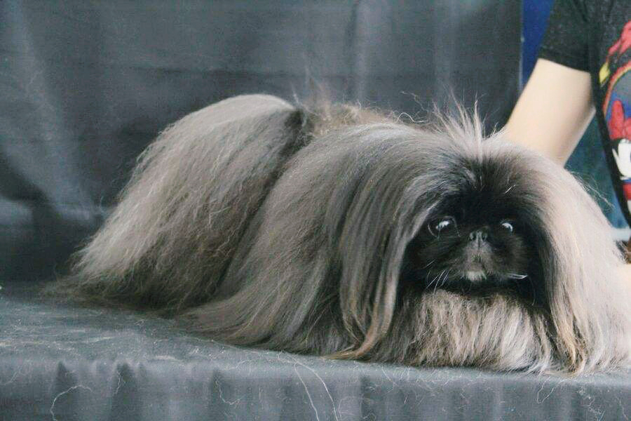 国内繁殖各种血系赛级北京犬,有喜欢的朋友可以关注互相学习