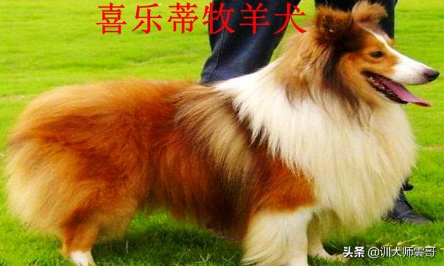 牧羊犬