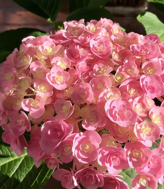 太阳神殿绣球花:色彩缤纷,花期持久,你了解吗?