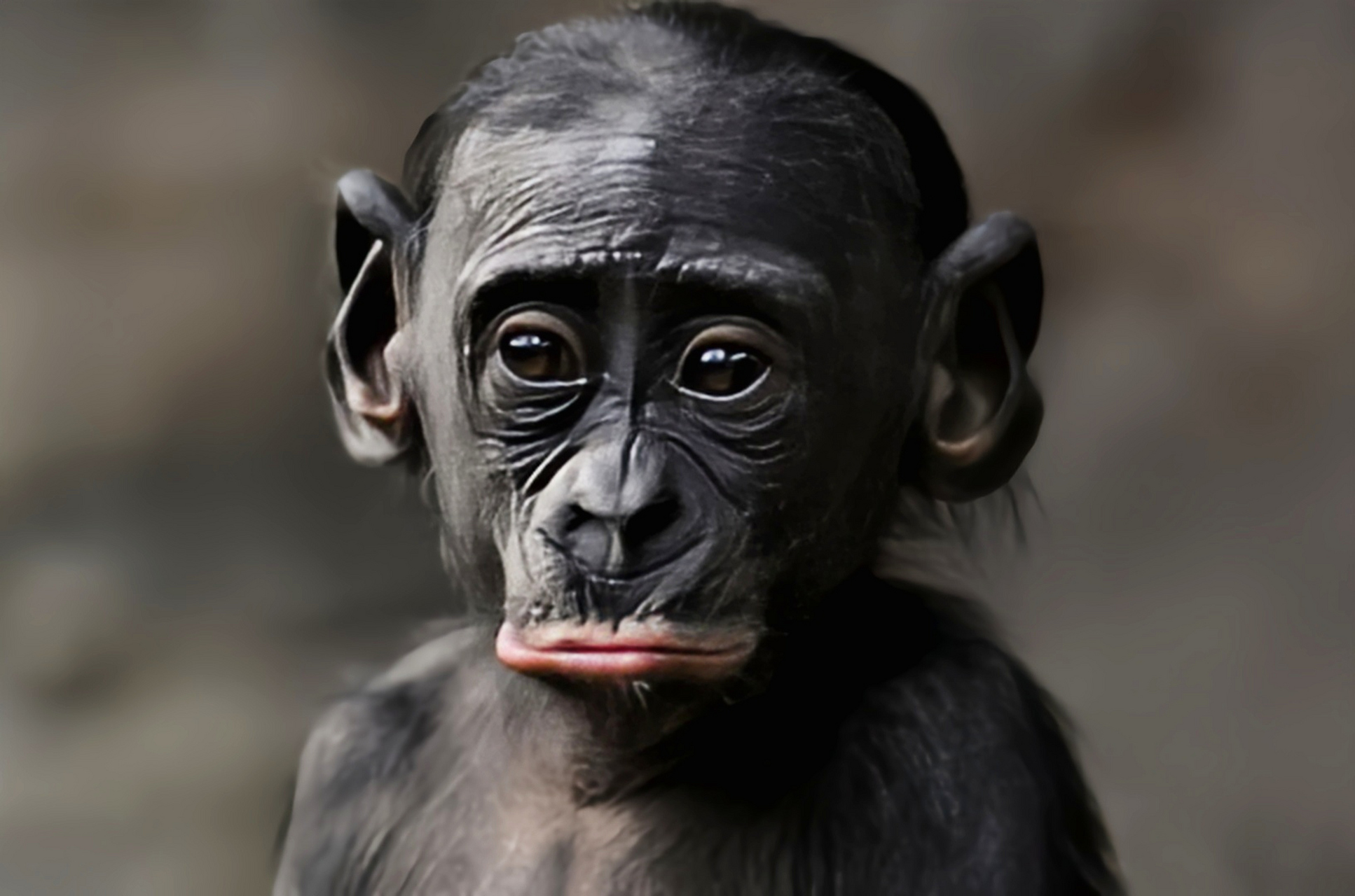 矮黑猩猩别名侏儒黑猩猩,人科,黑猩猩属哺乳动物,生活于非洲中部刚果