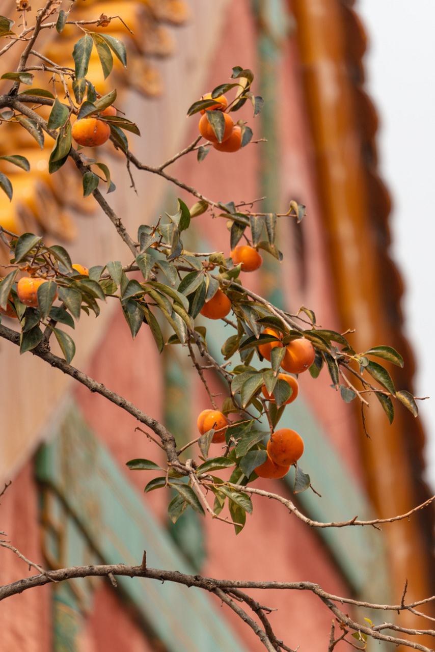 深秋时节,故宫里的柿子红了,挂满枝头,在红墙金瓦的映衬下显得格外