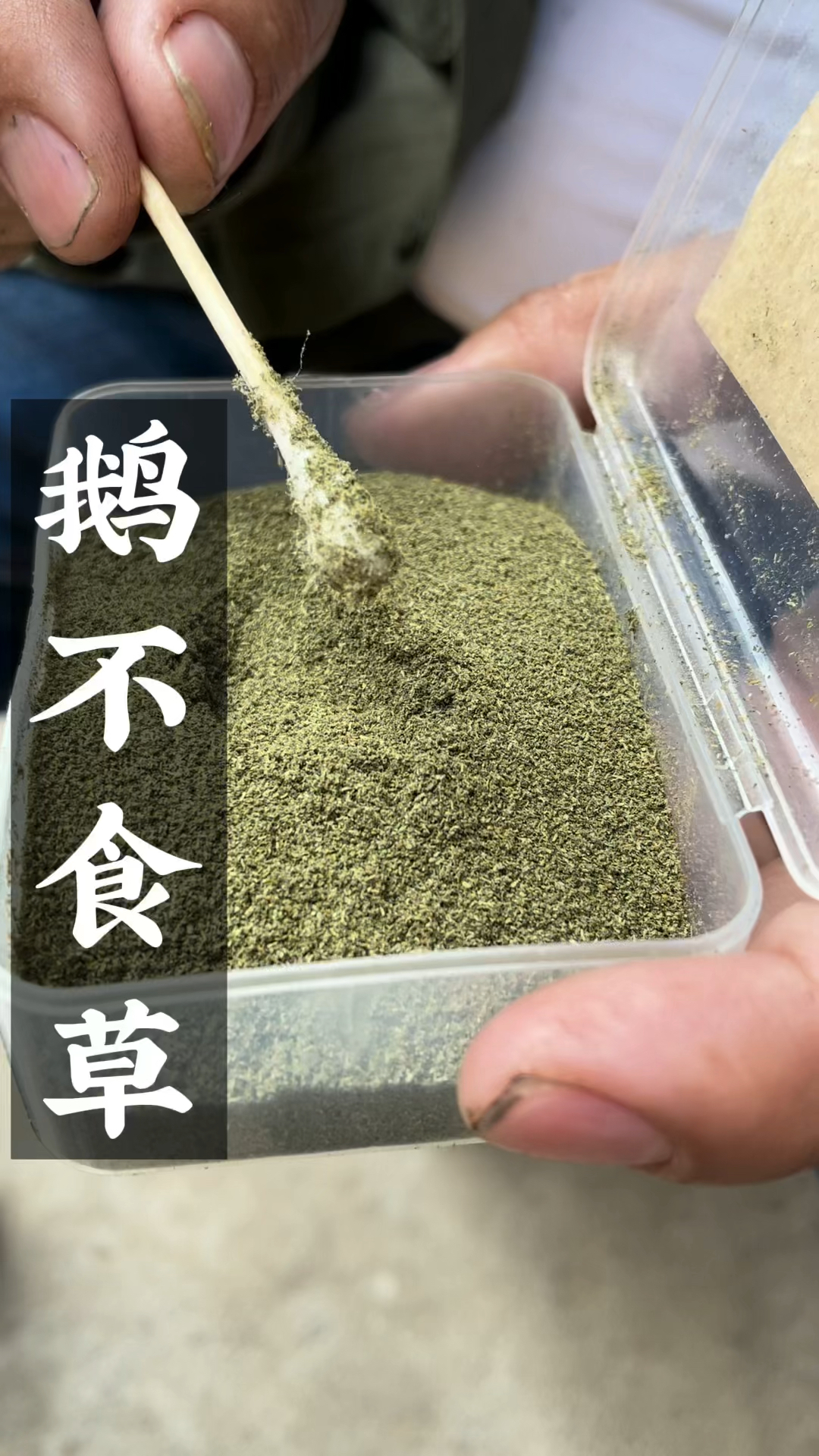 鹅不食草这种草你们家乡有吗