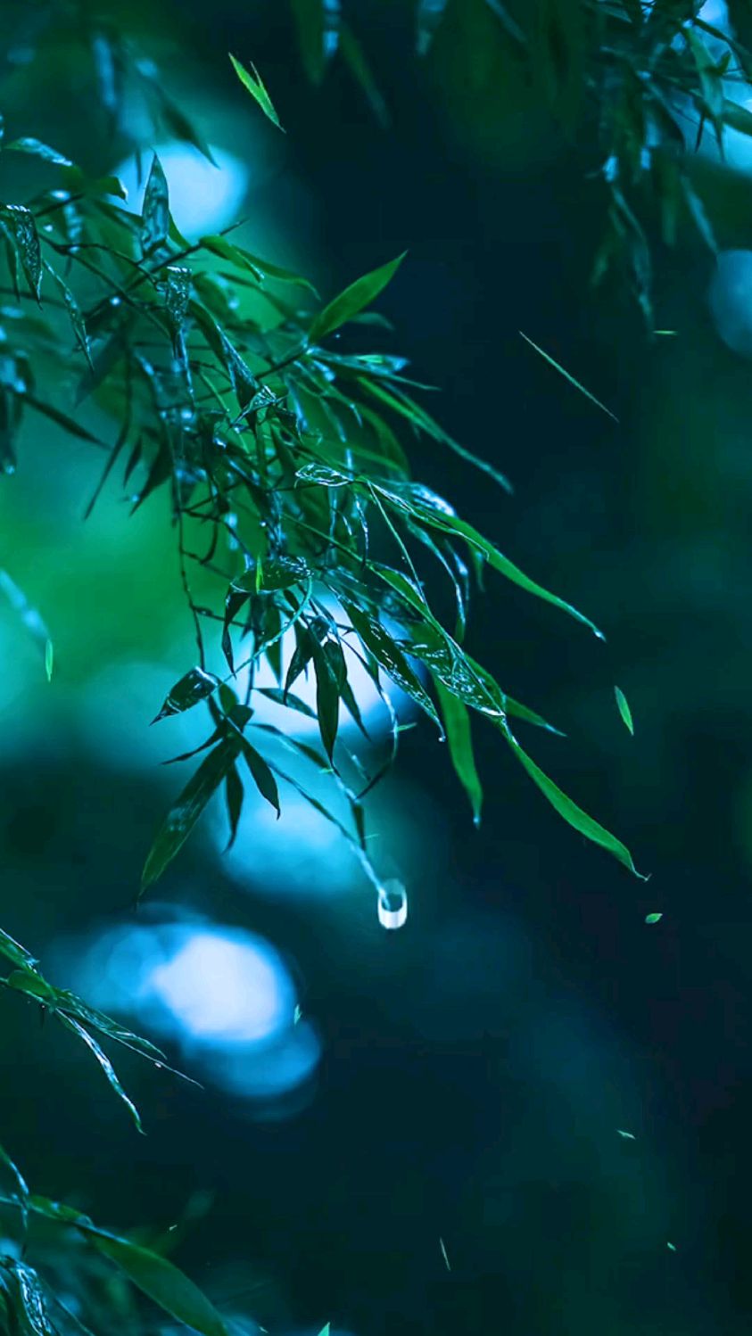 风动竹林,红尘太纷扰,唯有山间的清风明月不需要叨扰-度小视