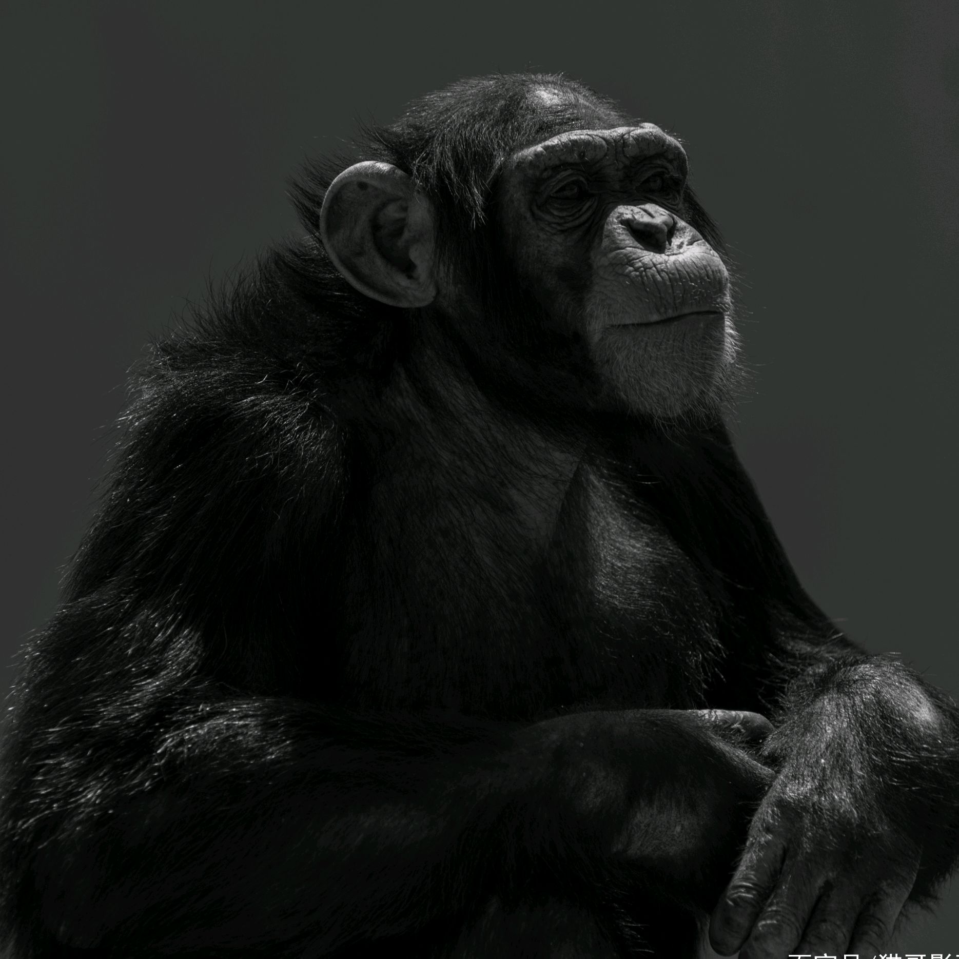 苛勒黑猩猩图片