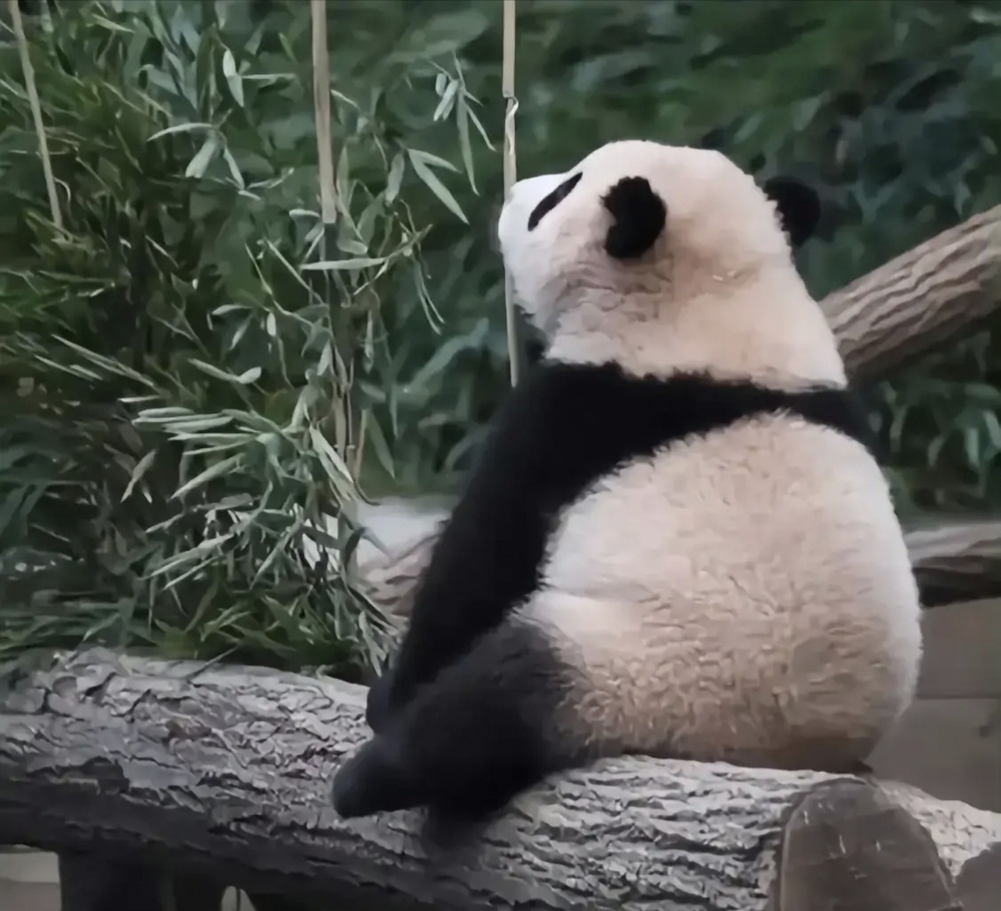 福猪猪还不是201邻居的时候背影杀来一波 #大熊猫