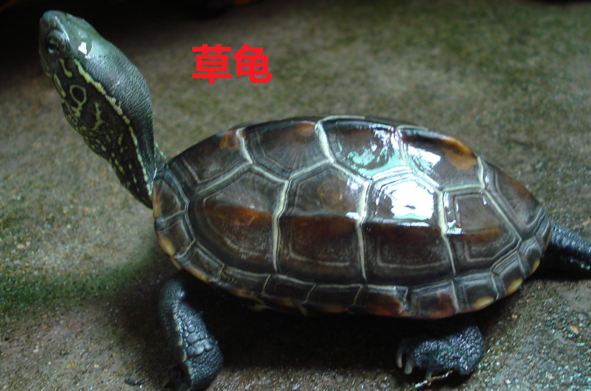 巴西龟和草龟能杂交吗