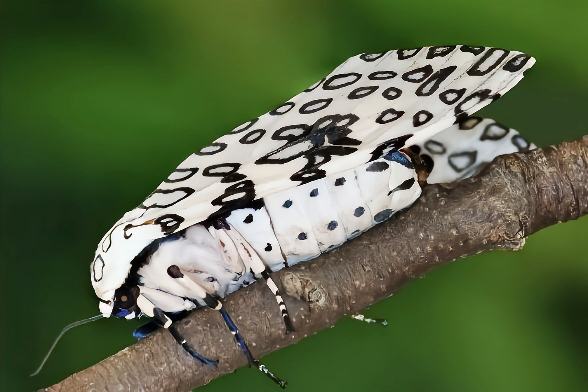 成蛾 翅展4-6厘米,头小,喙退化或无.