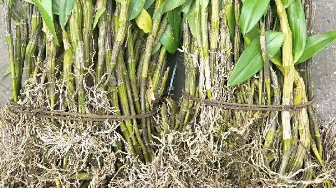 各种石斛图片22张