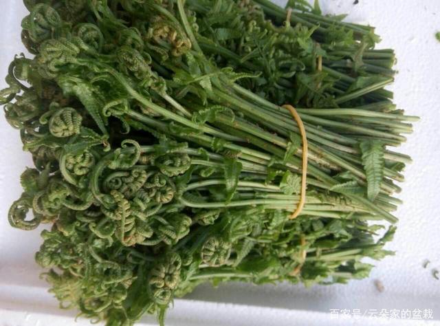 这东西,俗称"云龙菜",是野菜之王,稀有且罕见,每斤100元!