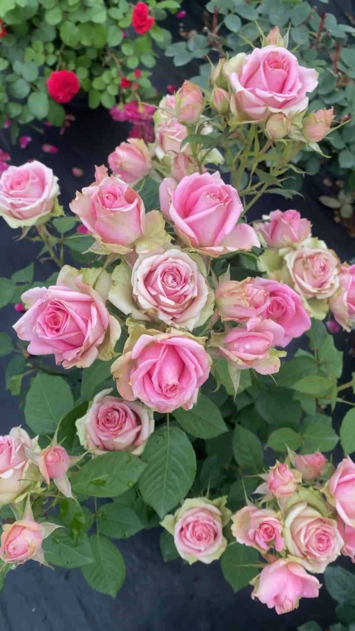 新星一款直立的丰花灌木月季几乎无刺不仅多头而且单朵花期非常久耐热