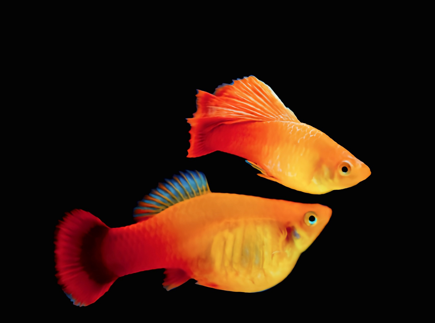 每天认识一种动物——牡丹鱼 牡丹鱼别名金牡丹,大帆金鸳鸯,原产于北