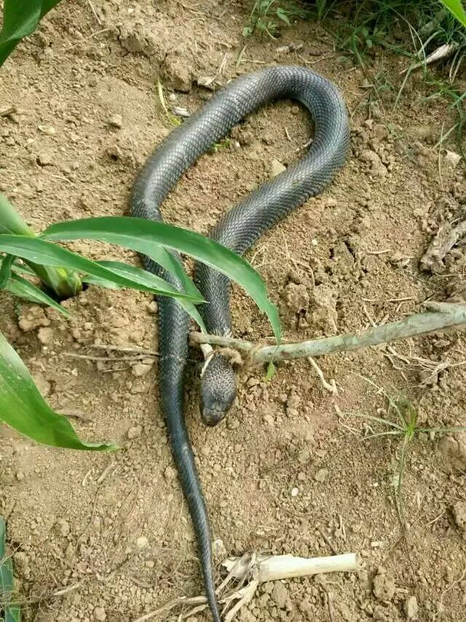 了一件非常可怕的事情,一42岁妇女在菜地干活的时候不小心被蛇咬了