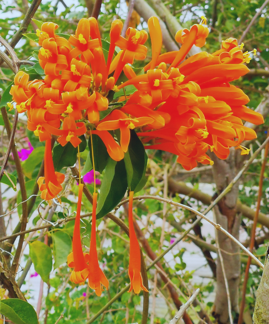 九月动态激励计划# 节日庆典花