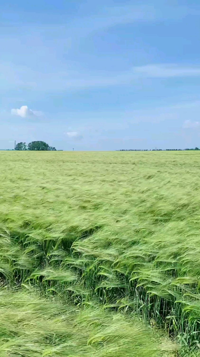 青色麦浪图片