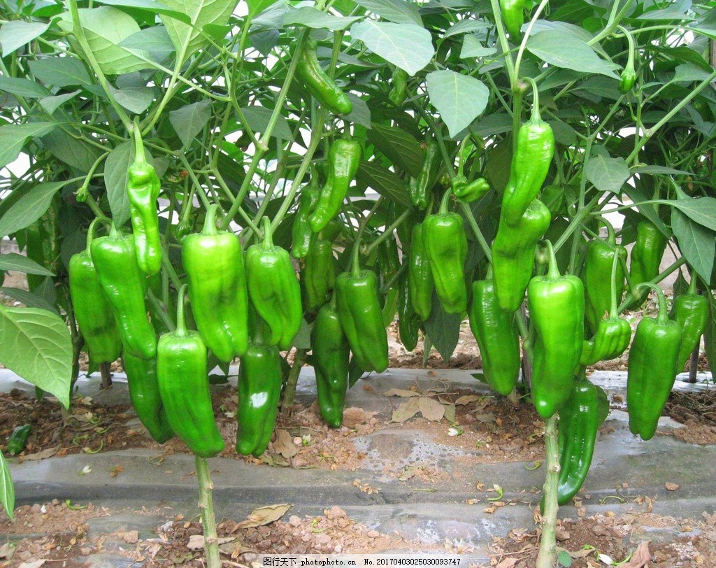 辣椒生长期该怎样修剪?将直接影响辣椒的品质和产量,抓紧看看