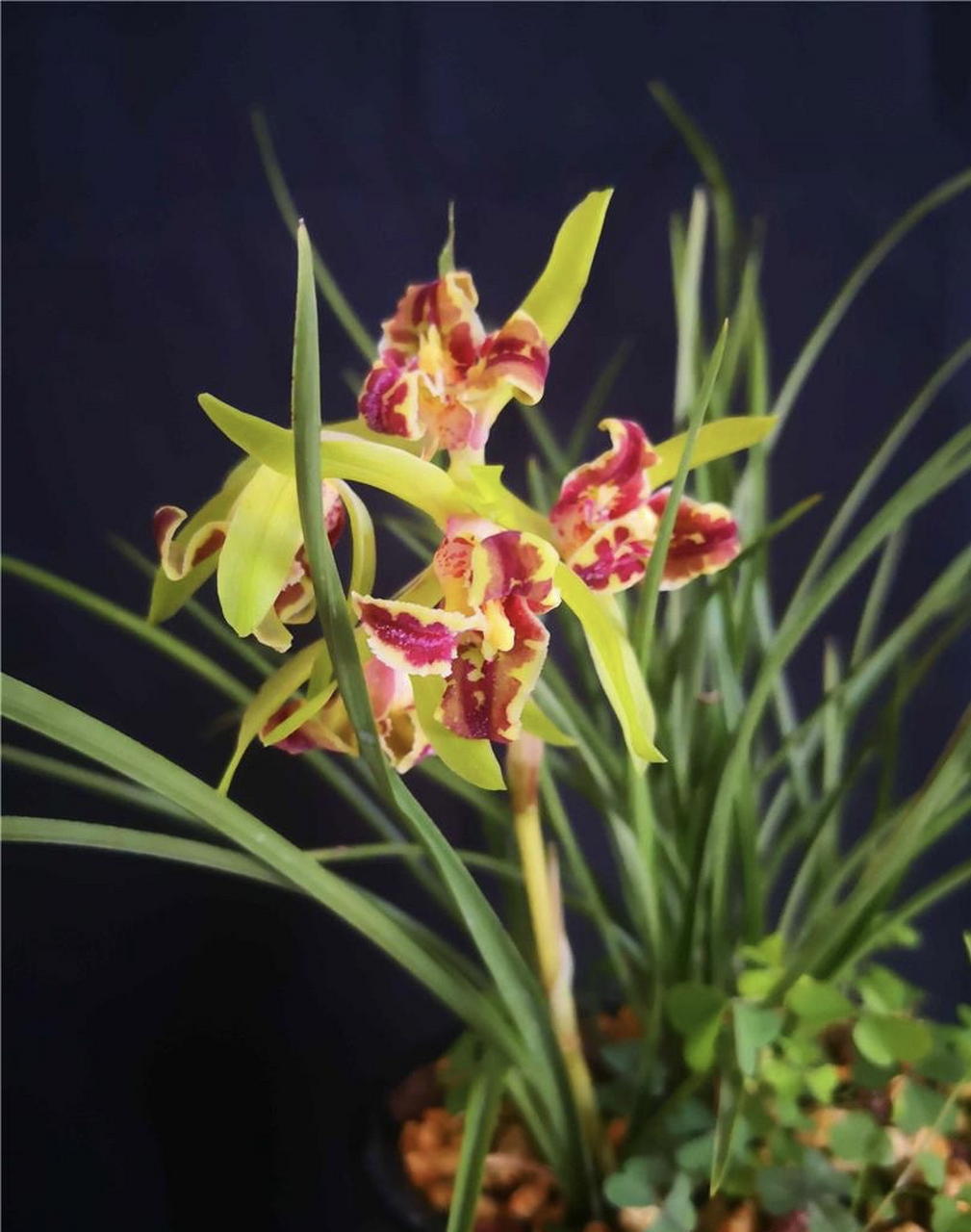 蕙兰鼎红:喜欢反季节开花的兰花,小草大花,美不胜收.