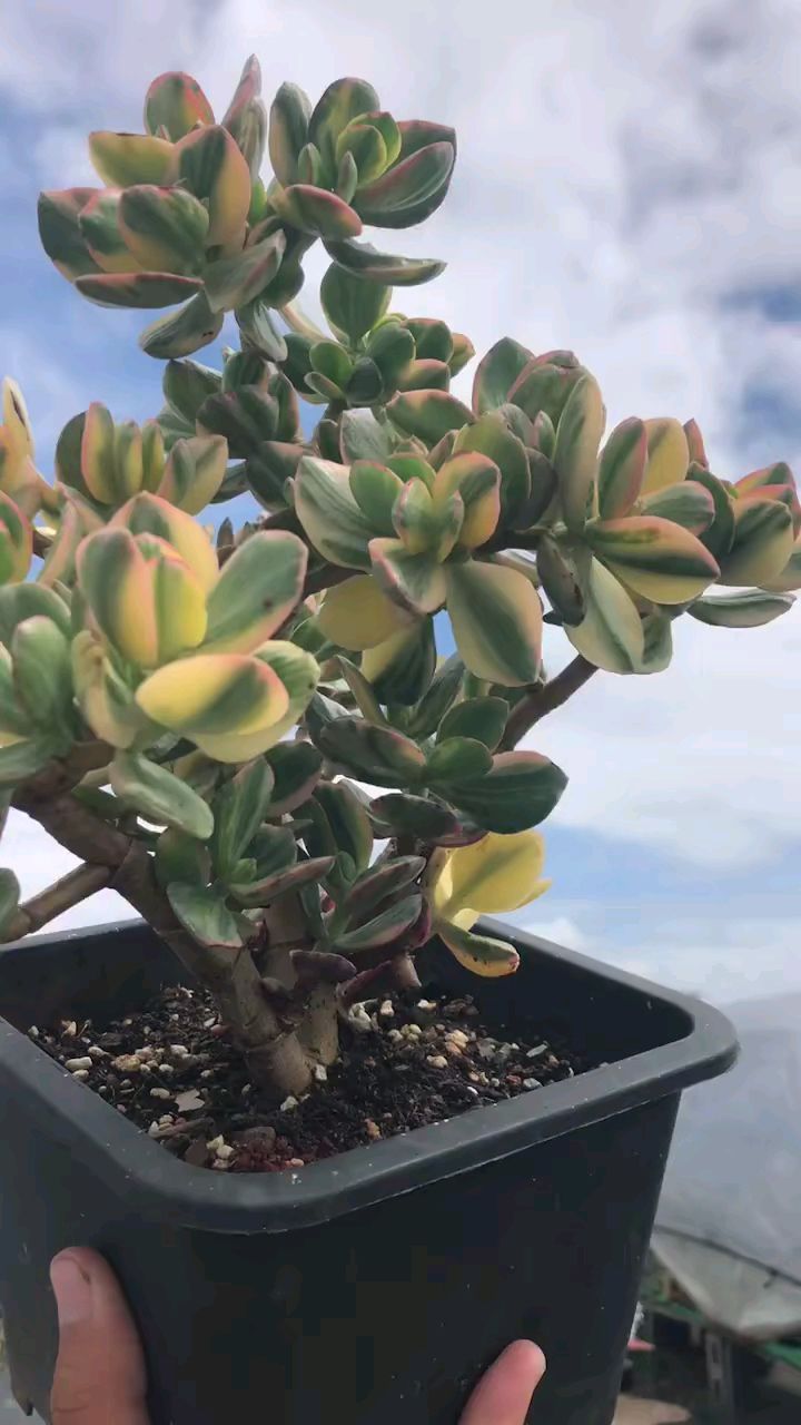 玉树三色锦,一年四季都好看