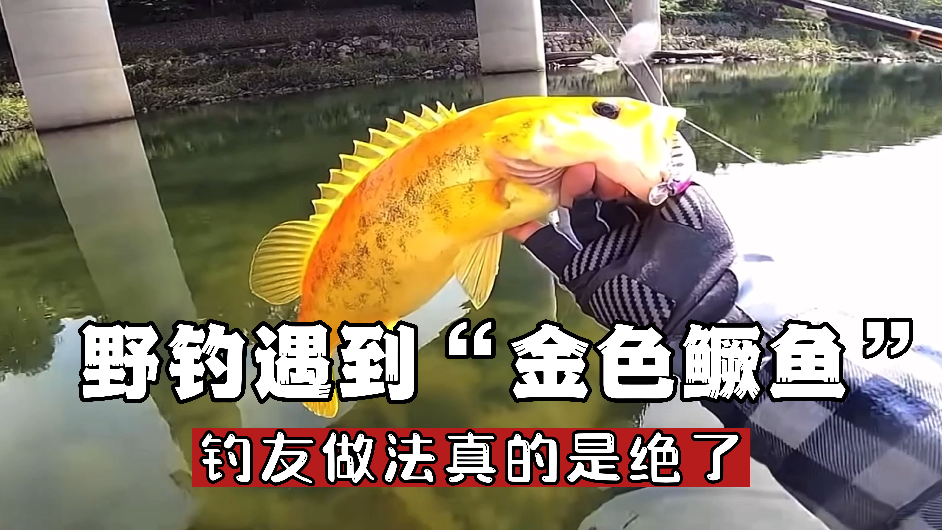 野钓遇到“金色鳜鱼”,钓友的做法真是绝了!网友:的确值得学习