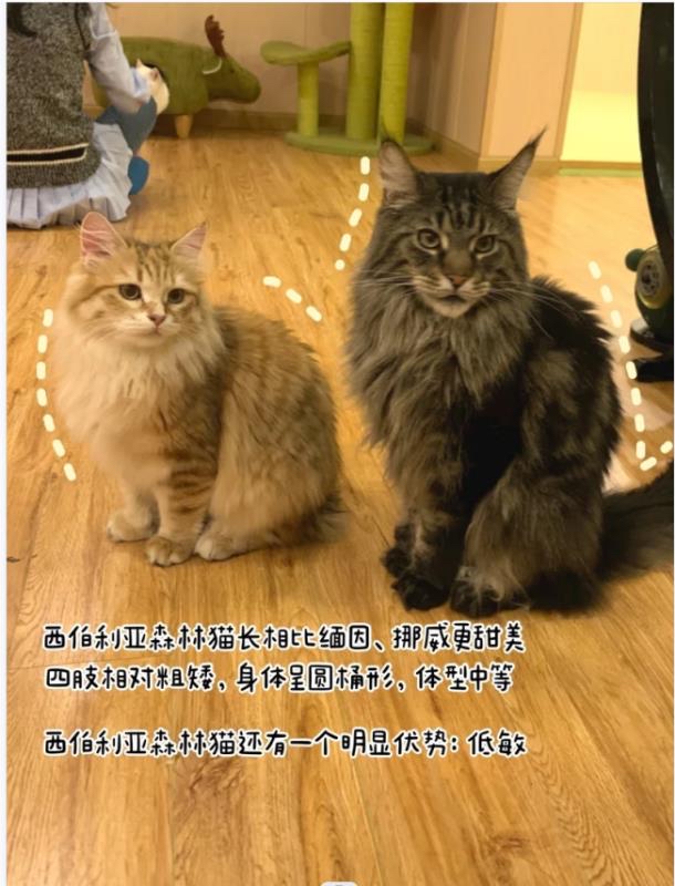 西森猫&缅因&挪威森林猫,教你区分技巧