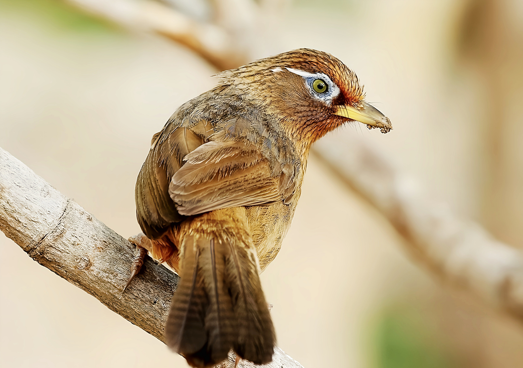 画眉是我国特产鸟类,国家二级重点保护动物它的鸣声悠扬婉转,悦耳动听