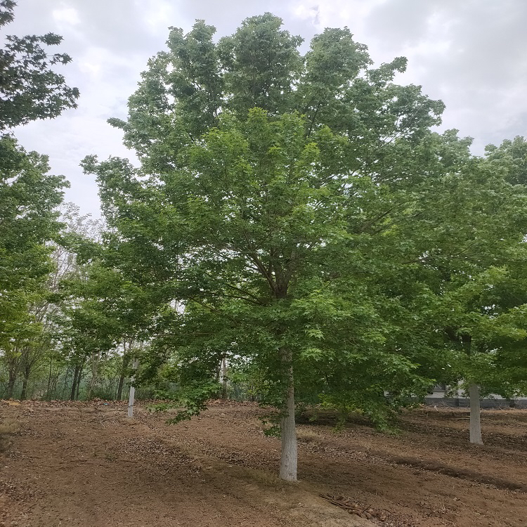 丛生元宝枫价格—元宝枫最新报价表—元宝枫多少钱—元宝枫树苗