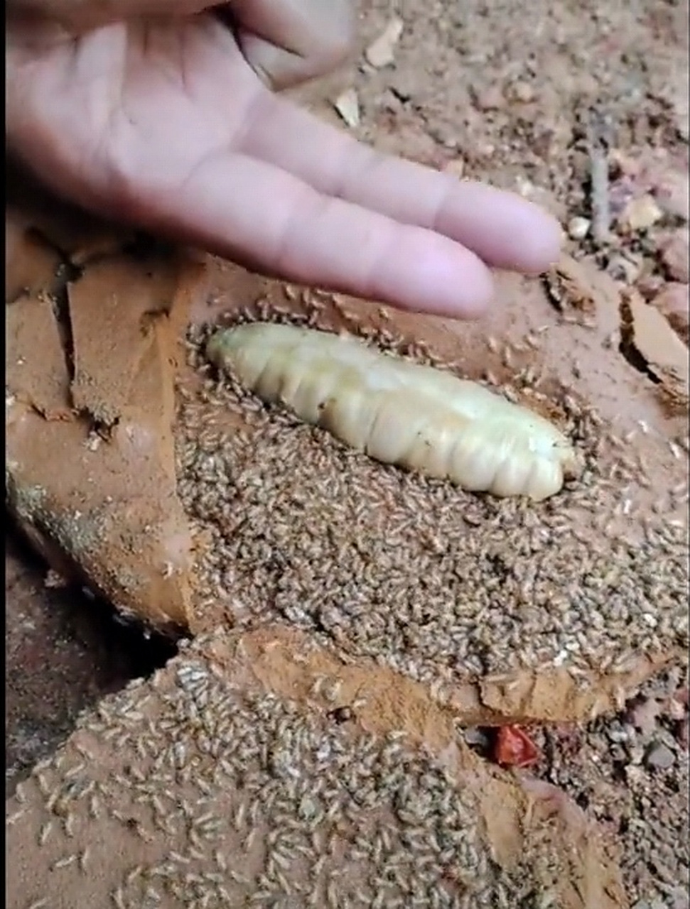 这就是传说中的"蚁后"吗,这个头也太大了吧!