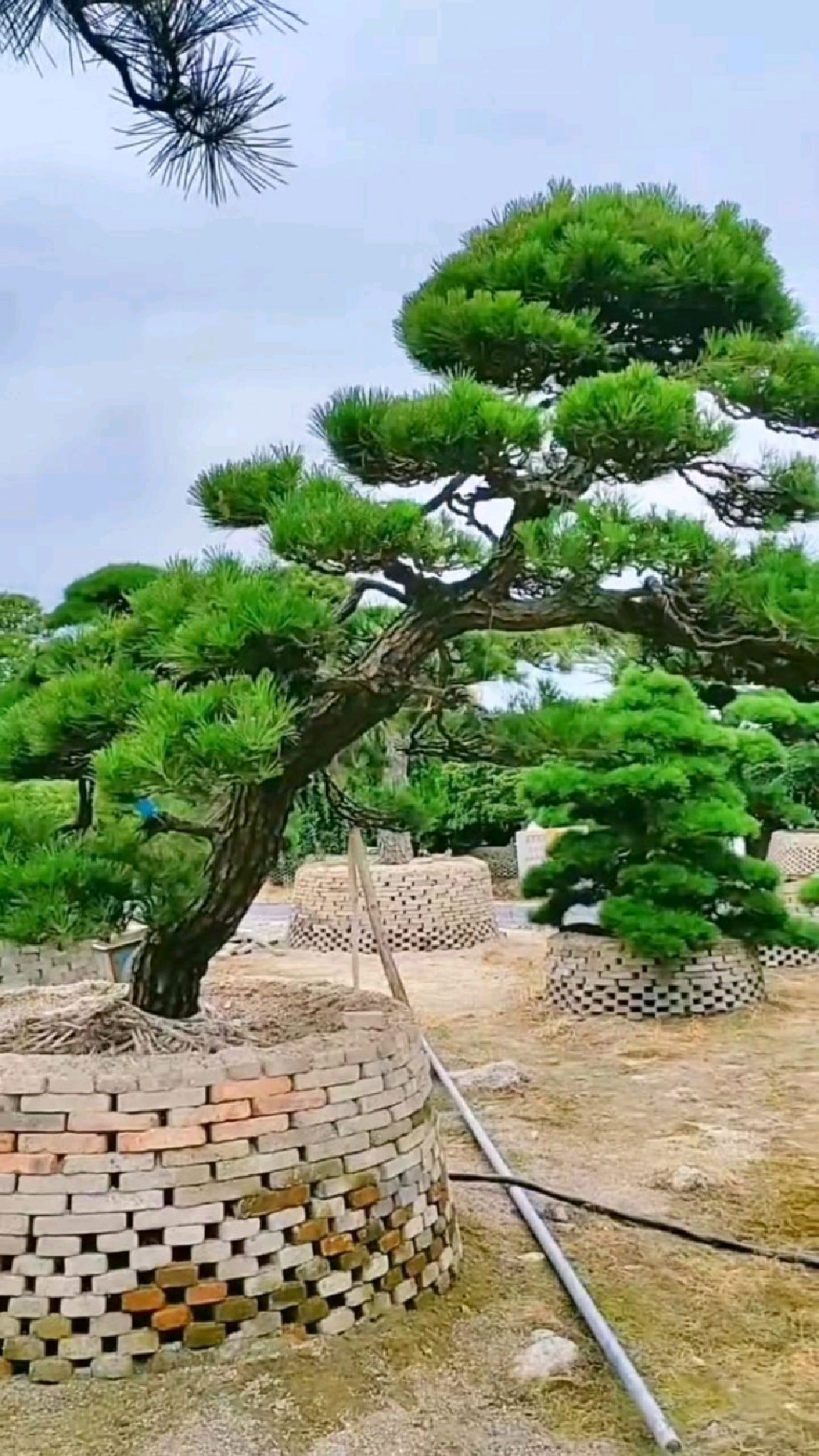 大型黑松,装饰庭院非常不错