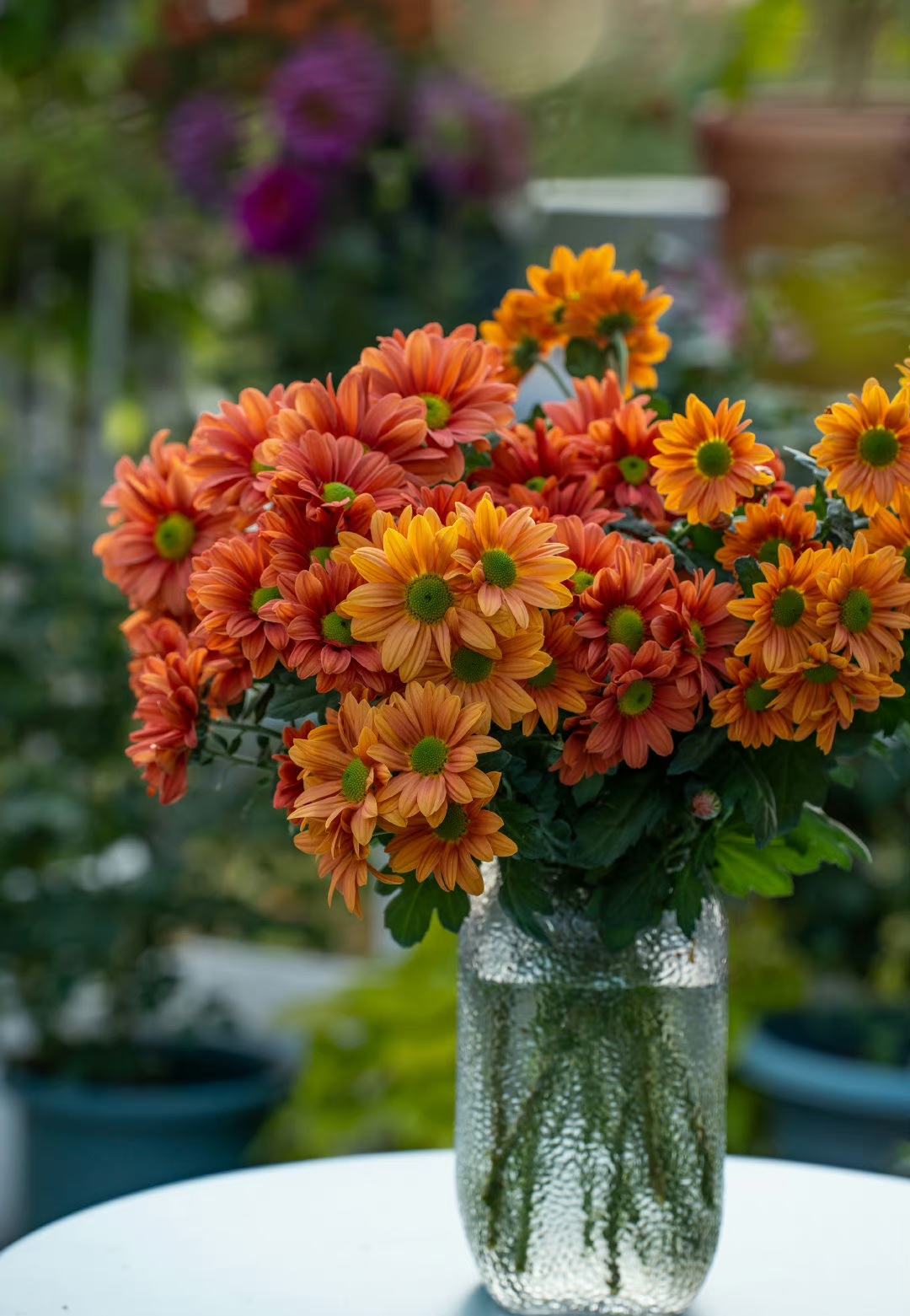 秋天是菊花的季节,剪了一把圆丢丢的珠玉之卵,每