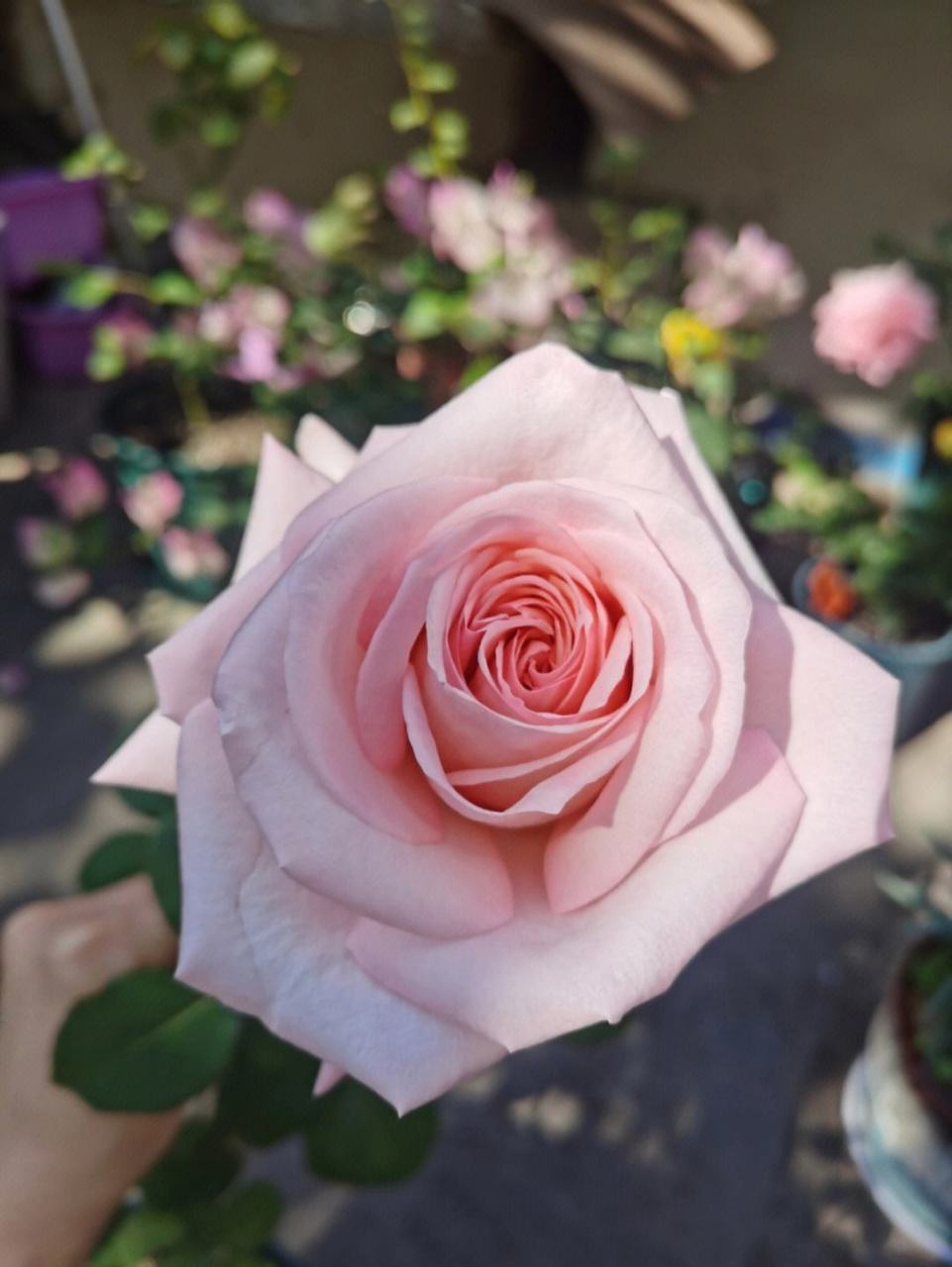 月季花—粉哈娜.