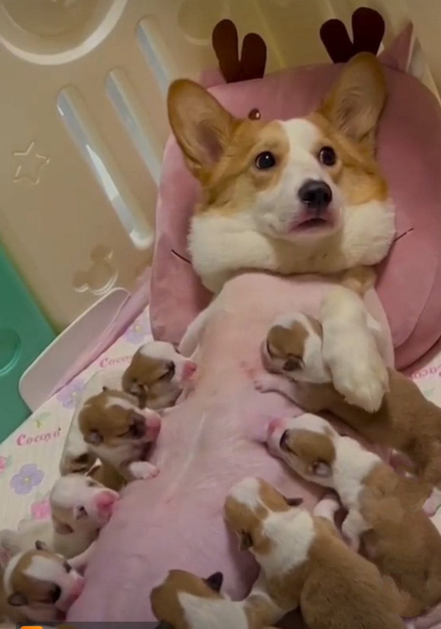 是不是狗宝宝太多了,感觉狗妈喂奶都麻木了,毫无表情生无可恋了 #每周