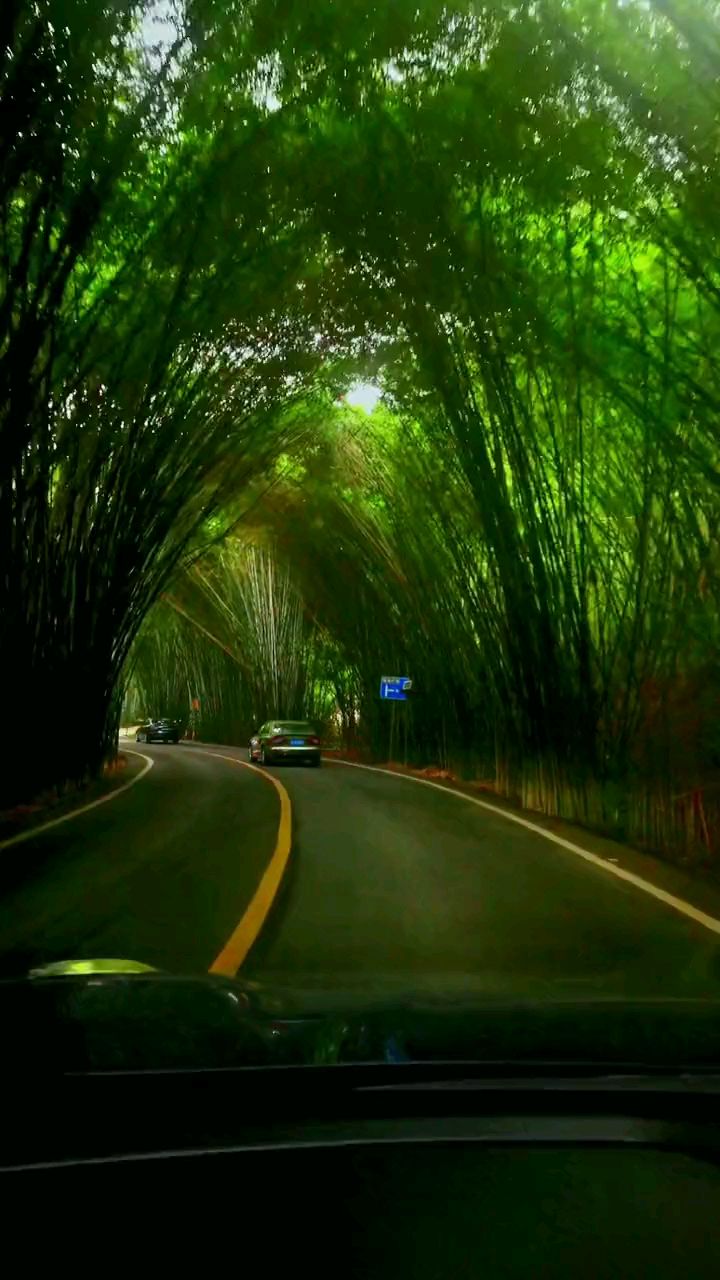 走过祖国山山水水,最美还是四川长宁竹海.