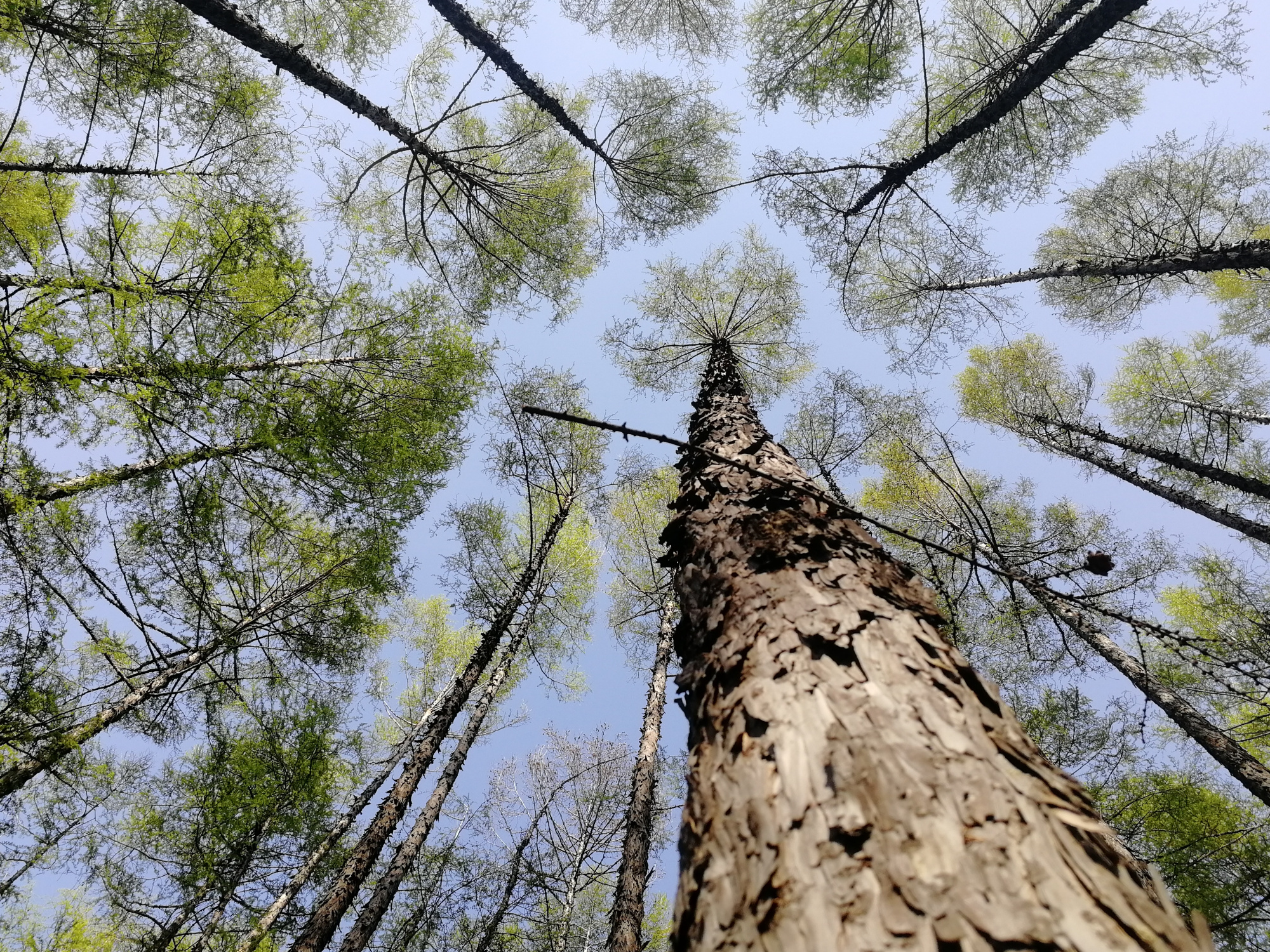落叶松笔直挺拔高耸入云!