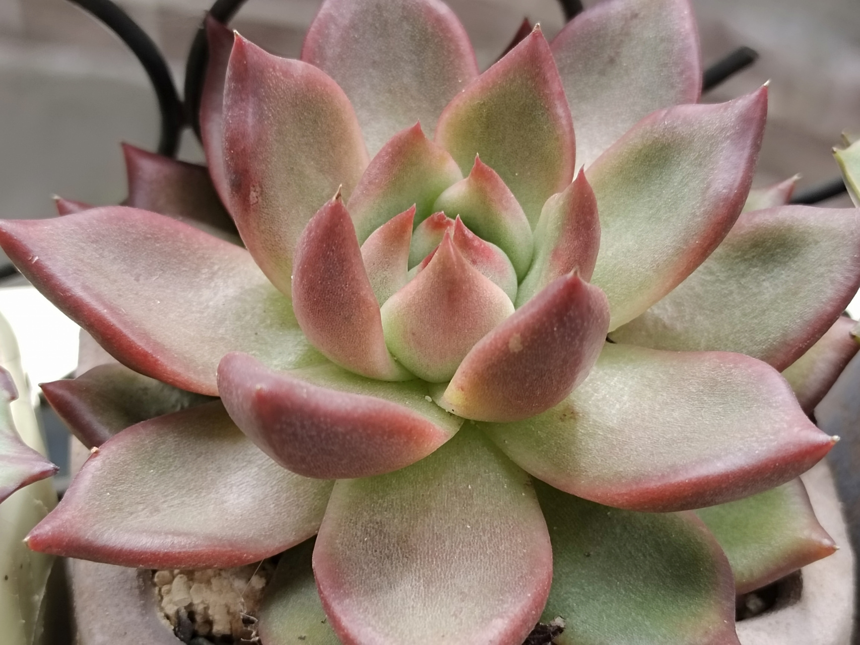 红颜蜜语杂,皮蛋,红颜蜜语,出了两天太阳就开始上色了#多肉植物