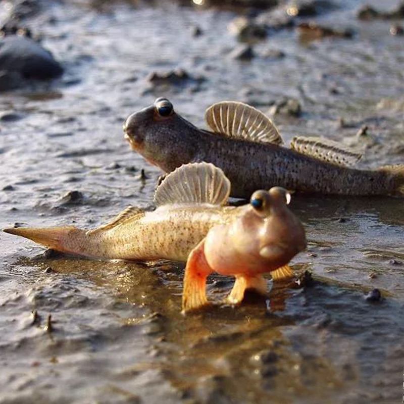 中国特色野生美食《跳跳鱼》