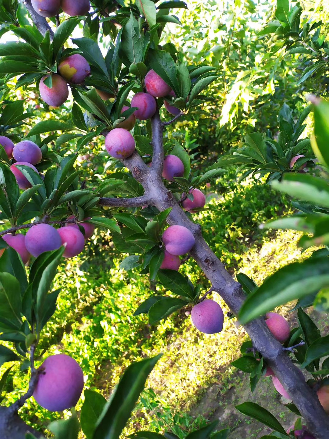 今天翻手机,翻出来在果园摘李子时的照片,与大家分享!