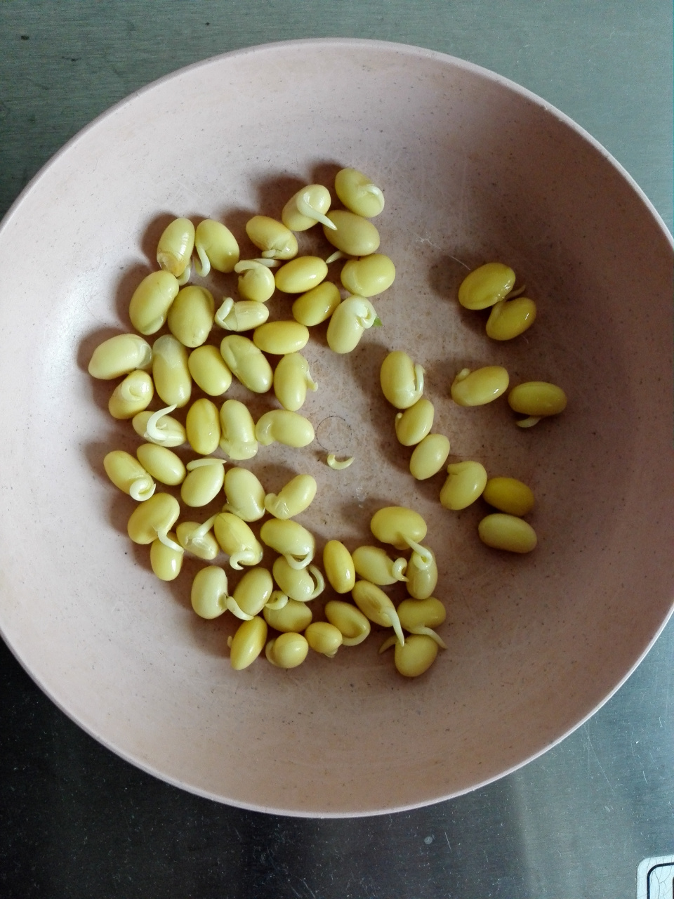 泡了一晚上黄豆,掉了一粒在台面上,隔天居然发芽了,这黄豆还是畸形的