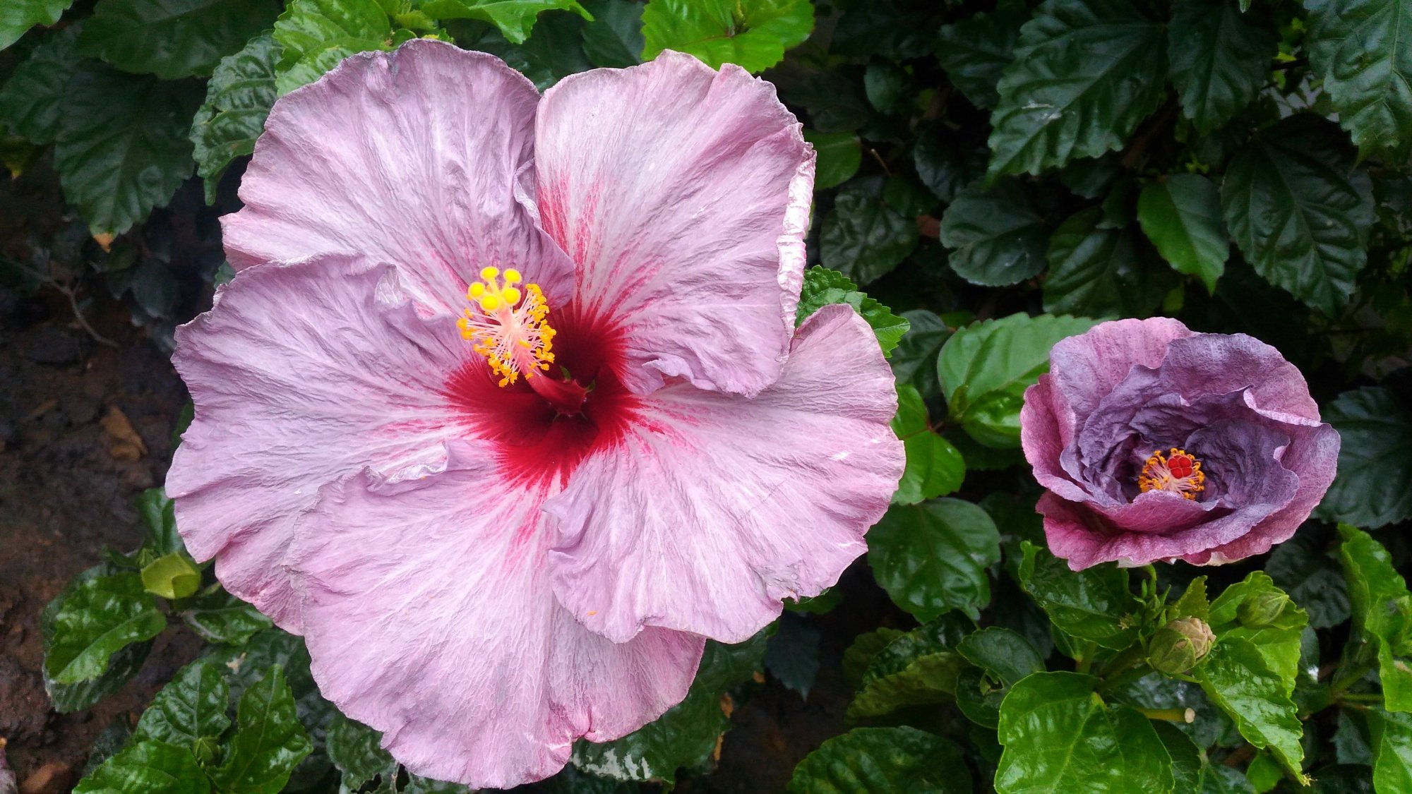 此花名曰扶桑,缤纷美丽,实则与扶桑国无关!