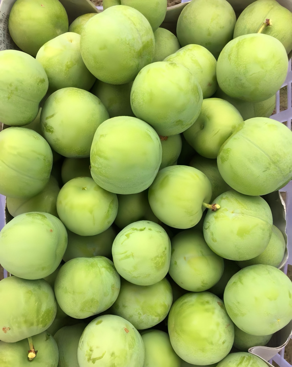 什么时候连李子都有50元一斤啦!在我印象中都是十元三斤的.