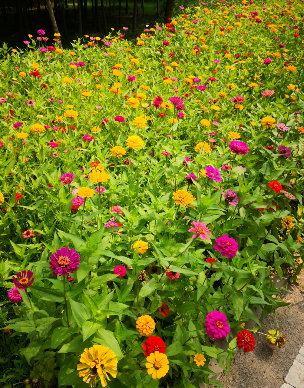百日菊花海,每一朵花都不相同,各有各的美,第一张的淡绿色好特别.