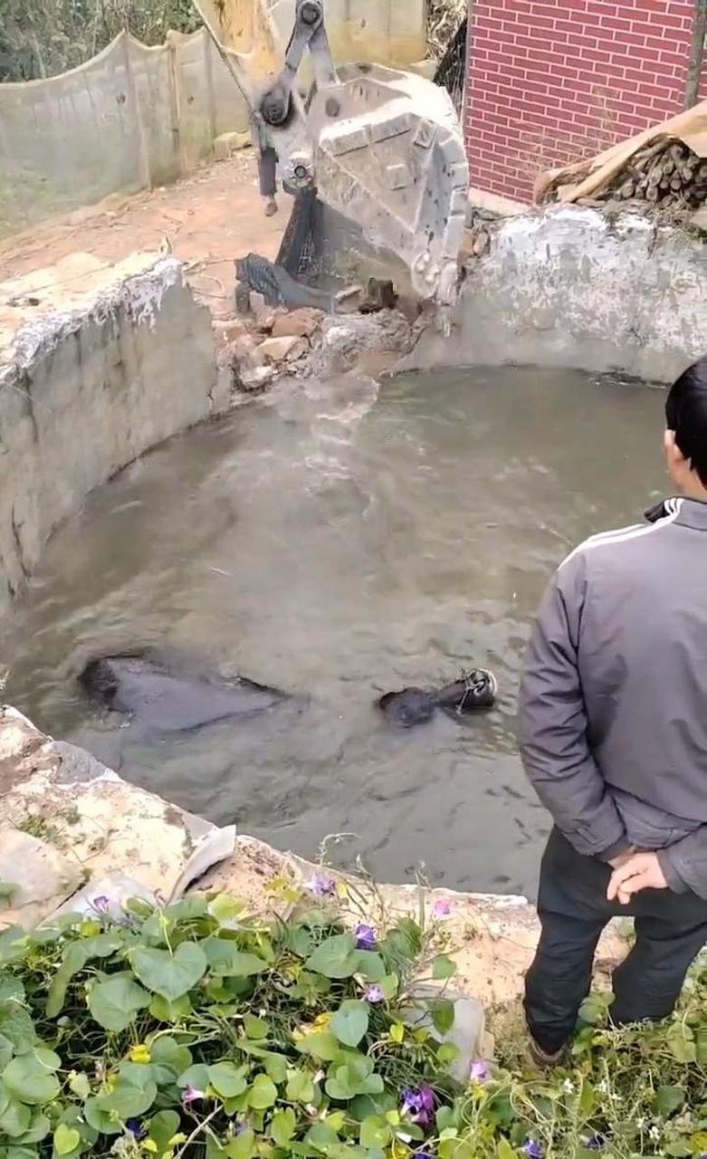 為了救牛,只能把水池廢掉了.