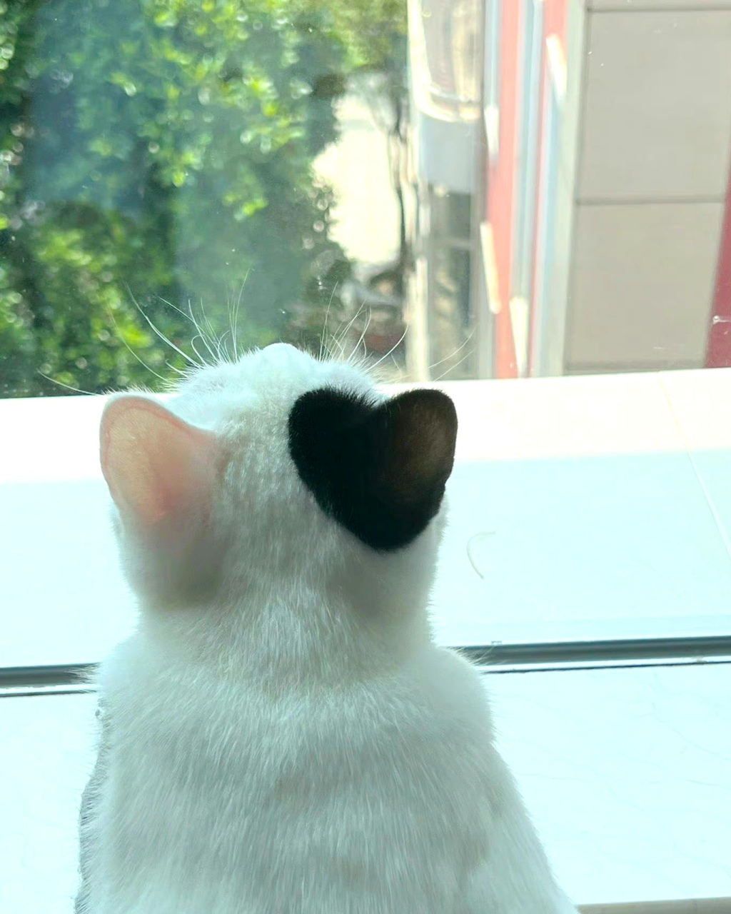 猫猫:给你一个背影,自己去体会去吧