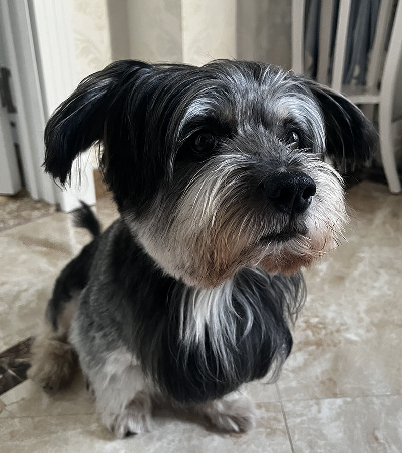 宁德市霞浦县5000寻找雪纳瑞与约克夏串串