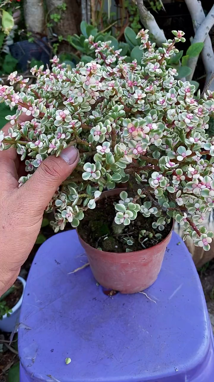 独杆老桩雅乐之舞修剪造型