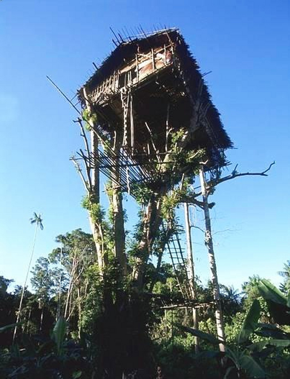 保持原始风貌,住在树上的部落,这树屋怎么样?住一晚是什么样的体验?