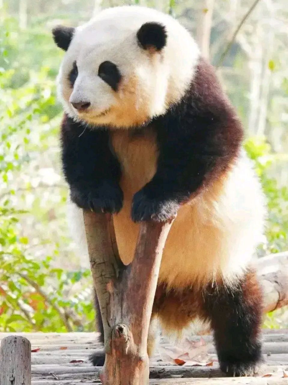 大熊猫# 花花的螨虫眼,基地治不了那就让花花叶叶去北动吧,以前萌兰