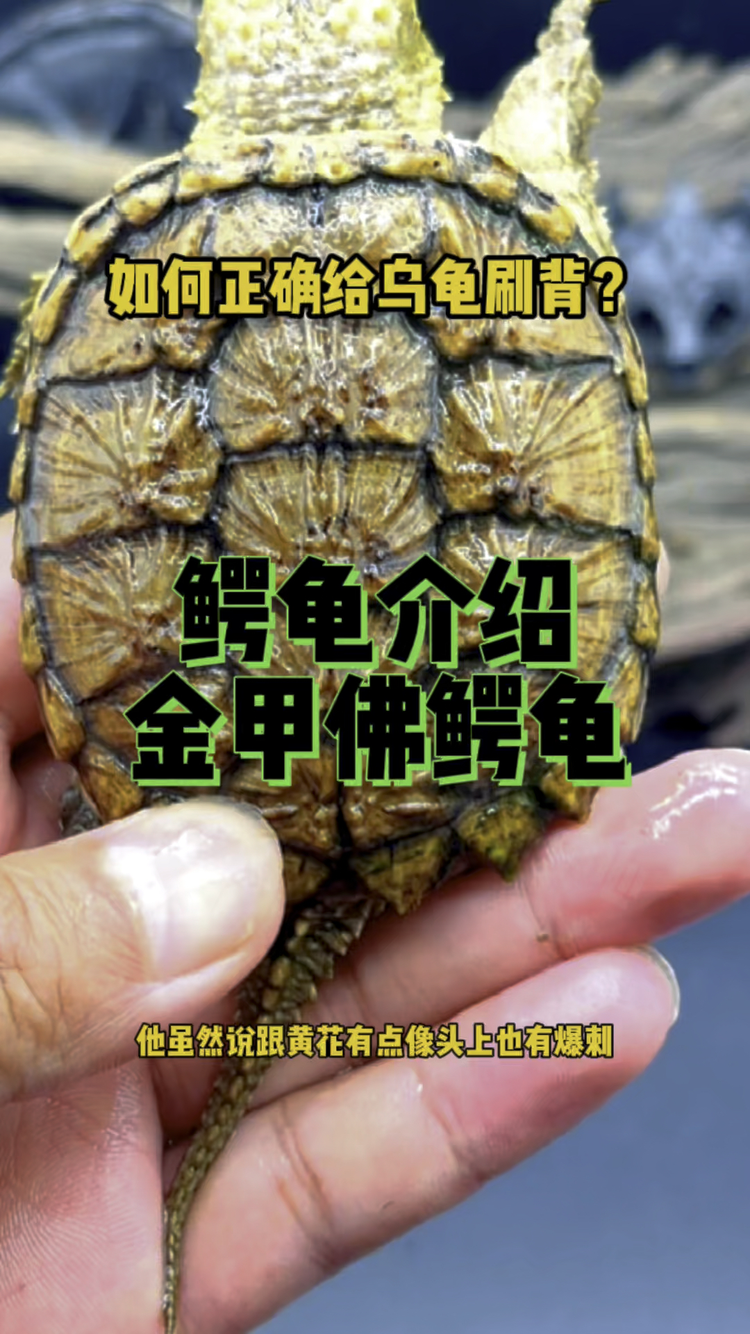 这是一只金甲佛鳄龟不是黄化佛鳄龟如何正确给乌龟刷背
