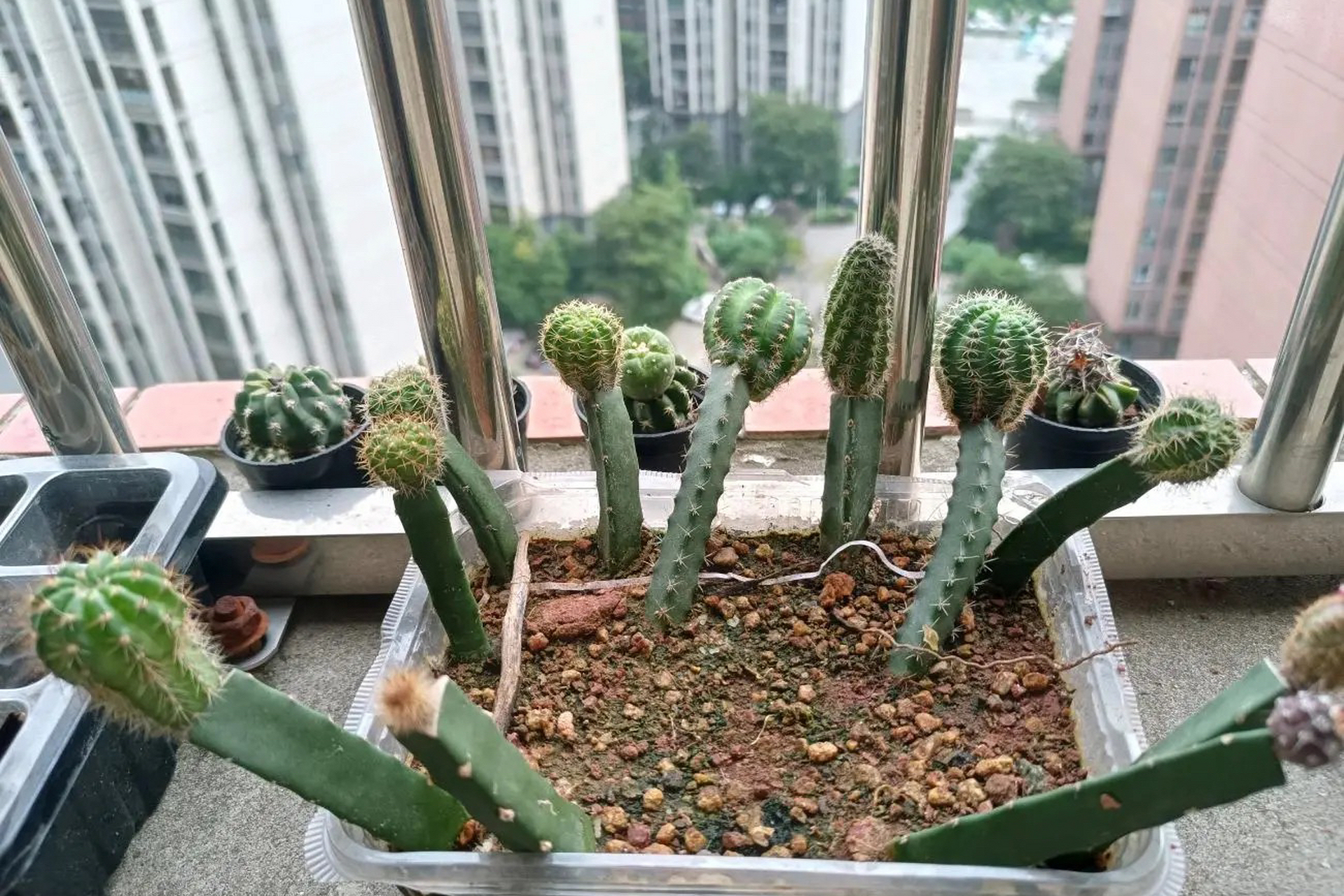 嫁接的仙人球虽然东倒西歪,但是都是自己亲自操作的,未来可期～(图:hg