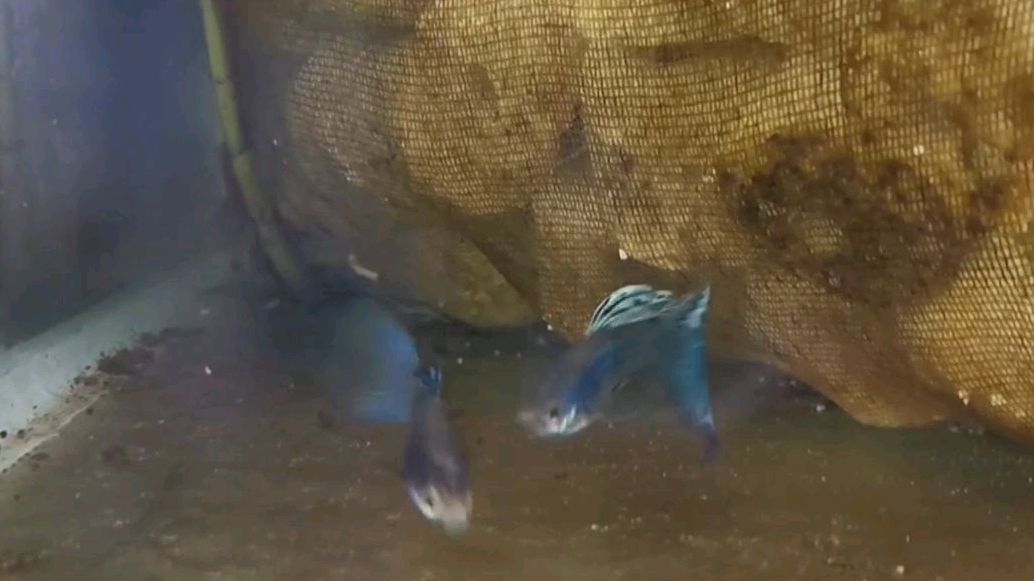 第25天,食蚊鱼能与孔雀鱼杂交吗?我想做个试验验证