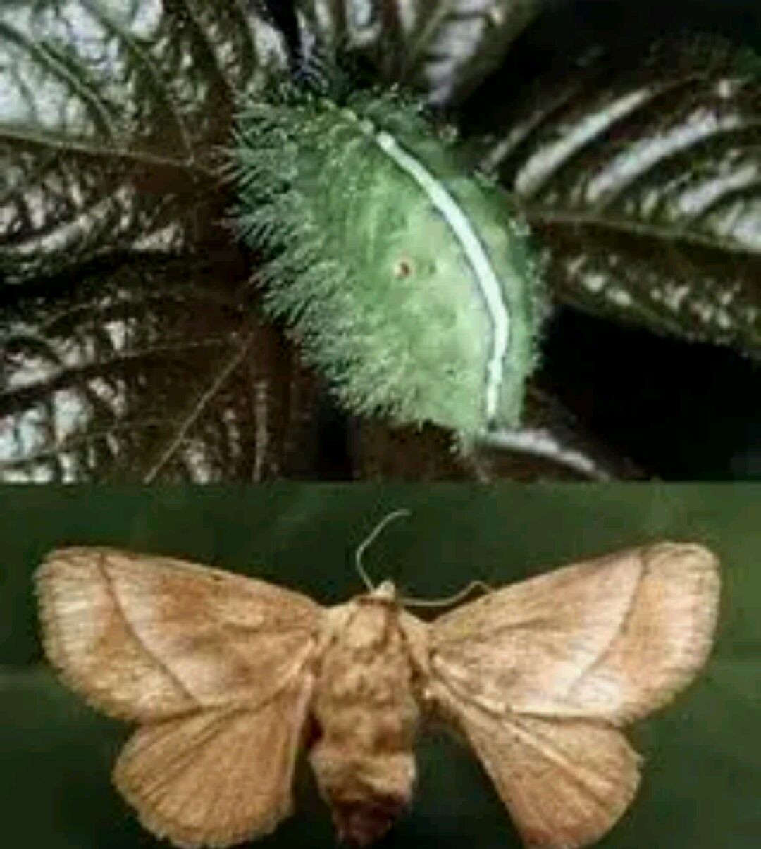 洋辣子的解毒常识报告